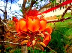Erythrina velutina