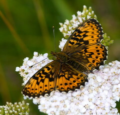 Boloria titania