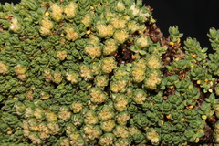 Paronychia andina