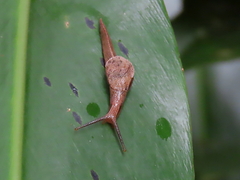 Cucullarion parkini