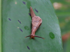 Cucullarion parkini