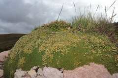 Paronychia andina
