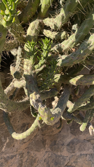 Austrocylindropuntia subulata