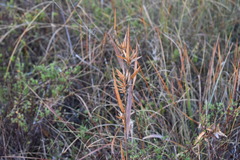 Dichanthelium scabriusculum