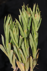 Pseudognaphalium dysodes