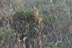 Dichanthelium scabriusculum