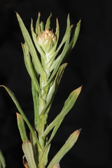 Pseudognaphalium dysodes