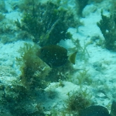 Acanthurus