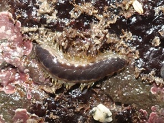 Harmothoe imbricata