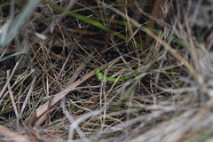 Sarracenia flava