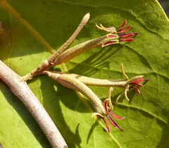 Scurrula