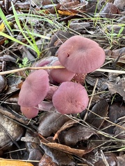 Laccaria amethysteo-occidentalis
