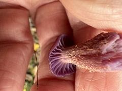 Laccaria amethysteo-occidentalis