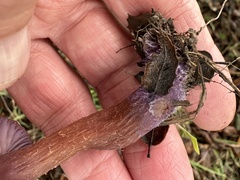 Laccaria amethysteo-occidentalis