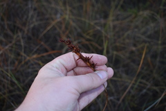 Pleea tenuifolia