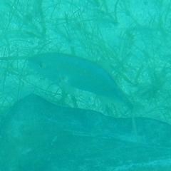 Caranx