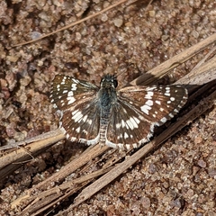 Burnsius orcynoides