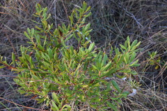 Morella pumila