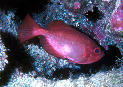 Heteropriacanthus carolinus