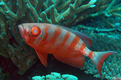 Priacanthus hamrur