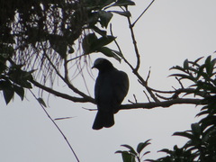 Patagioenas leucocephala