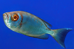 Priacanthus hamrur