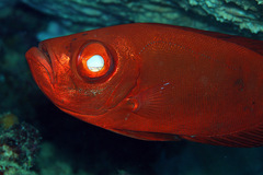 Priacanthus hamrur