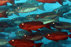 Priacanthus hamrur