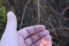 Rhynchospora chapmanii