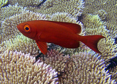 Priacanthus hamrur
