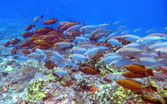 Priacanthus hamrur
