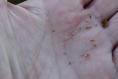 Rhynchospora chapmanii