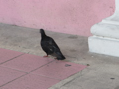 Columba livia domestica