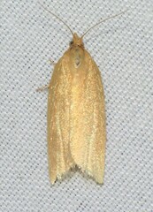 Clepsis clemensiana