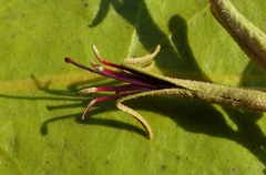 Scurrula