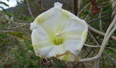 Ipomoea praecana