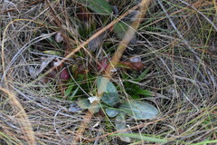 Sarracenia psittacina