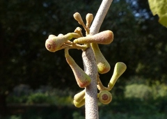 Scurrula