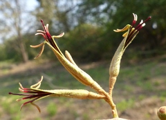 Scurrula