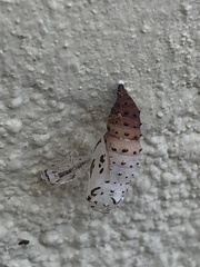 Papilionoidea