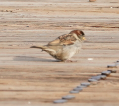 Passer domesticus