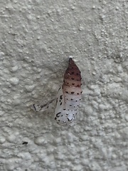 Papilionoidea