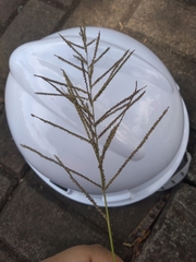 Paspalum paniculatum