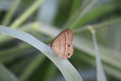Plain Satyr