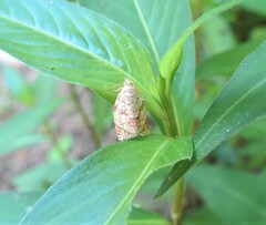 Adoxophyes negundana