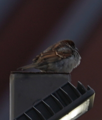Passer domesticus