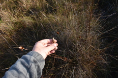 Xyris caroliniana