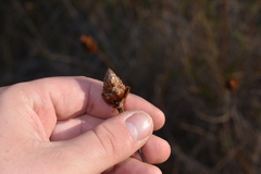 Xyris caroliniana