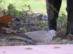 Streptopelia decaocto