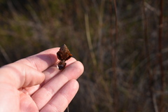 Xyris caroliniana